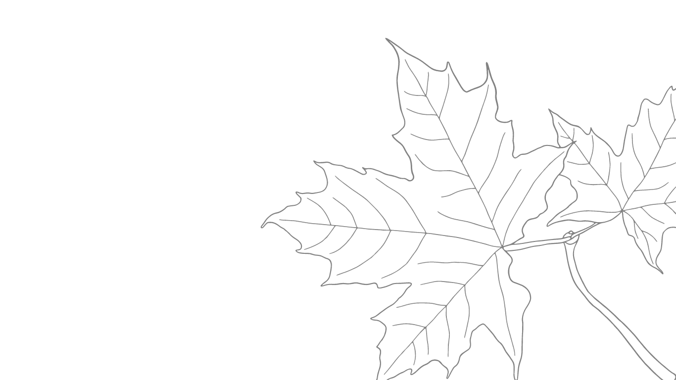 transparent leaf